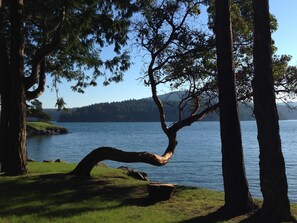 Crooked Madrona and view of Westcott Bay and Mt Young British Camp National Park