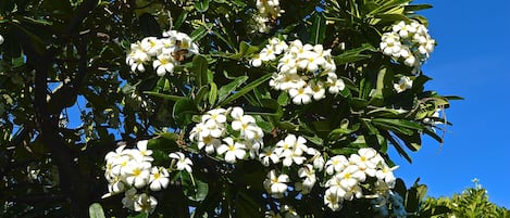 Sweet smelling Plumeria in the back yard