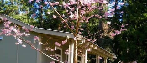 Cottage through flowering cherry tree