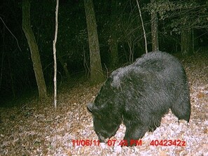 This is the reason we named it Black Bear Lodge.