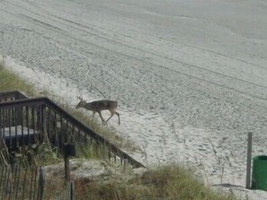 Look what we saw looking from the Balcony one day