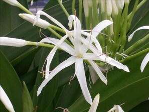 Flower in lush gardens
