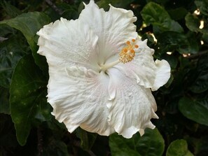 Hibiscus shot from garden