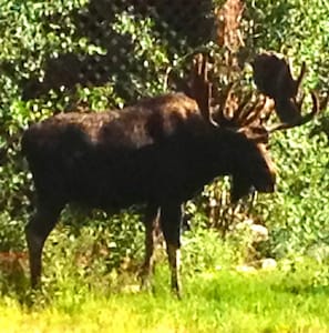 This visitor was seen in the backyard!