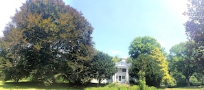 Beautiful 300-400 year old copper beech tree.