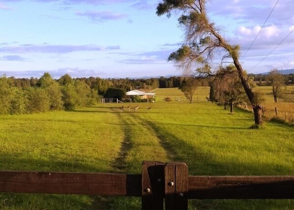 Summerfield front paddock