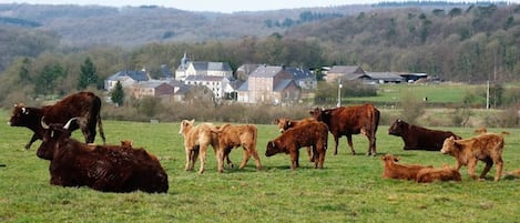 Le hameau tranquille de Xhignesse de +/- 40 habitants