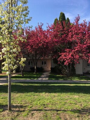 Memorial Day Weekend - Flowering Crab Trees! What a canopy of color. 
