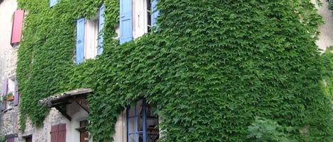 Vigne vierge estivale en facade