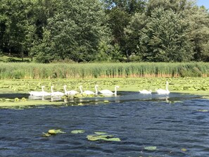 Swans enjoy calling Port Bay their home!