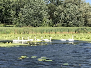 Swans enjoy calling Port Bay their home!