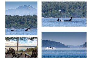 Orca whales off of our beach. We've been seeing  more whales than ever before.