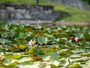 Blume, Pflanze, Wasser, Blatt, Blütenblatt, Terrestrische Plant, Natürliche Landschaft