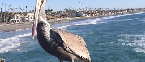 Say hello to Pete our Pelican. He loves Oceanside Harbor View and you will too.