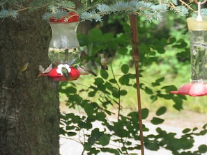 Humming Bird feeders at the Hummer House!