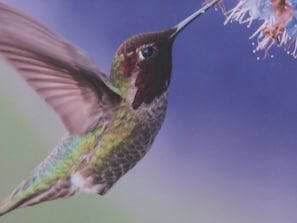 Humming Bird