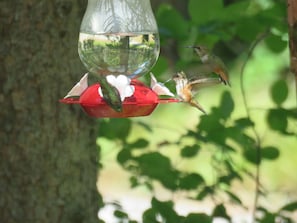 Seasonal Hummingbirds, a fanciful flight!