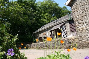 Welsh Poppies near Bwthyn Y Saer