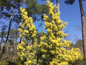 Boendeområde