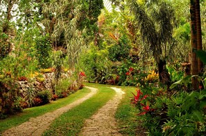 Driveway Surrounded Flowers