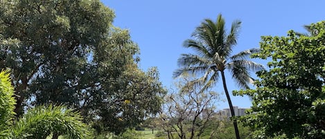 Golf Course View from Lanai [Balcony]