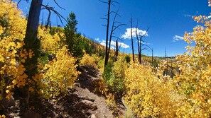 Fall colors on the Elden Lookout trail