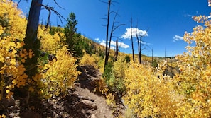 Fall colors on the Elden Lookout trail