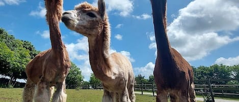 Join us at feeding time to get up close with our alpacas, goats and pigs!