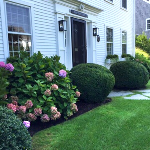 Niptucket hydrangeas