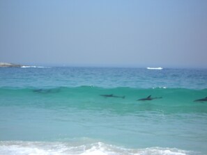 Dolphins at Camps Bay