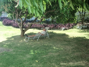 Guest relaxing under the mango trees.