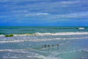 A cloudy early morning as the Sea Birds forage for breakfast at the shore