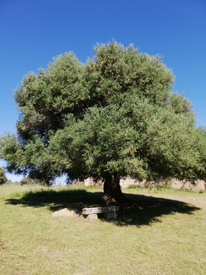 Terrenos do alojamento