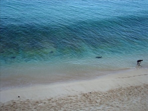 Turtles in the Morning! Great way to start your day! Dolphins and Whales too!