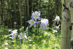 Columbine