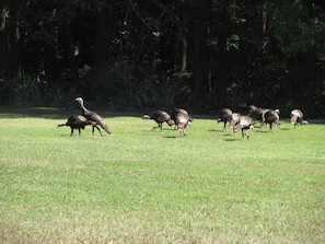 Wild Turkey's in the Front Yard looking for a quick bite of food
