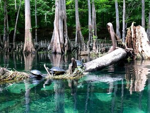 Abundant turtle life on the Ichnetuckee River in early spring