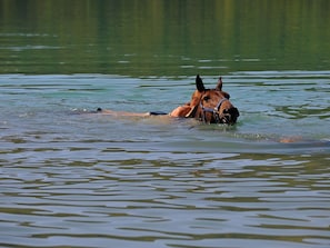 Water, Recreation, Horse, Wildlife, River, Fawn, Lake
