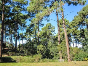 Pflanze, Himmel, Pflanzengemeinschaft, Baum, Natürliche Landschaft, Lärche, Terrestrische Plant, Kofferraum, Immergrün, Gras