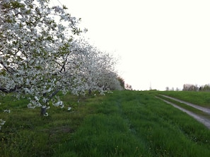 A 5 minute the walk across the street to the lake and  - cherry blossoms