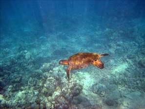 Turtle in Ho'ai bay