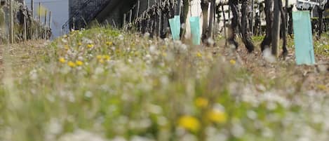 Le Gîte du Cramail en pleine campagne entourée de vignes