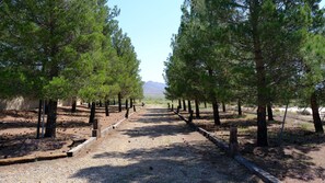 Trees behind the pool area.