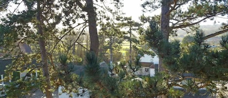 Albero, Proprietà, Natura Selvaggia, Immobiliare, Woody Impianto, Cielo, Pianta, Botanica, Casa, Casa