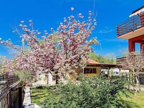 Tree, Spring, Flower, Blossom, Plant, Woody Plant, Sky, Architecture, Branch, Residential Area