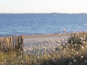Wasser, Himmel, Blume, Pflanze, Ökoregion, Natürliche Landschaft, Küsten Und Ozeanische Forms, Gras, Bank, Holz