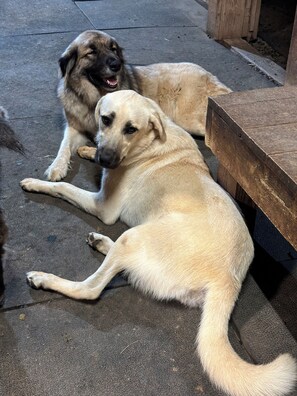 Tank and Sadie live with the goats