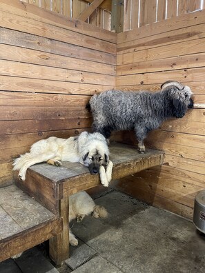 Tank and Bert relaxing in the barn! All our animals are kid safe and friendly!