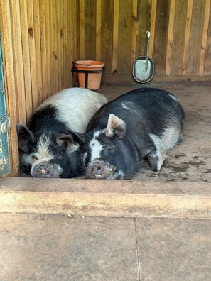 Frick and Frack born Jan 2020, sweetest Kunekune pigs you will ever meet!