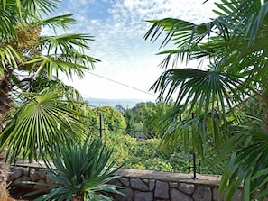 Vegetation, Tree, Palm Tree, Arecales, Desert Palm, Sabal Palmetto, Plant, Woody Plant, Botany